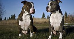 A San Ferdinando invalido sbranato da due pitbull mentre raccoglieva verdura: indagati i proprietari dei cani