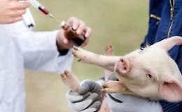 Lo mangeresti un bel maialino farcito di antibiotici?