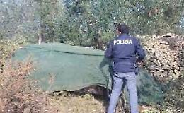 San Severo, scivola da un albero mentre raccoglie olive: deceduto 55enne 