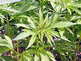 Materano, rubano cannabis ad uso tessile da spacciare: arrestati 4 extracomunitari