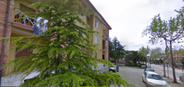 Apricena, la mannaia di Potenza sugli alberi secolari