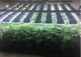 Macchia Gialla, scoperto laboratorio  di marijuana: un arresto