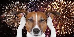 Botti di Capodanno? Inutili, dannosi e sgraditi