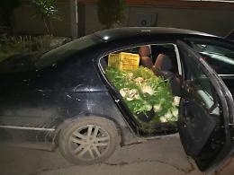 San Severo. Ruba finocchi e scappa con un'auto senza assicurazione, arrestato dalla Polizia