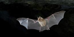 Il pipistrello, da ‘oggetto’ di filtri di passione e simbolo apotropaico a essere malefico