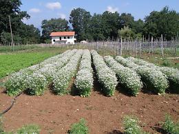  “Piante officinali della filiera lucana”, una giornata informativa per i produttori 