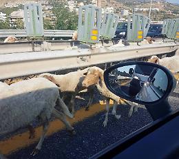 A14 Foggia - San Severo: capra manda in tilt il traffico sull'autostrada 