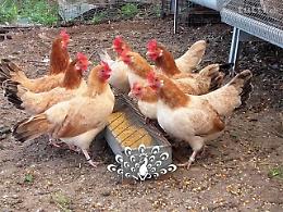 Furti nelle campagne: i malviventi non risparmiano neppure le galline 