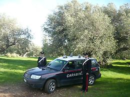 Cede carico di olive per pagare i debiti: denunciato autotrasportore 
