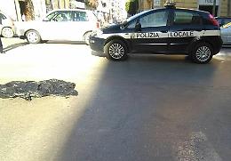 Viale XXIV Maggio: travolto e ucciso un cane mentre era a passeggio con il suo padrone