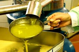 Produzione magra, prezzi alle stelle: ecco la raccolta "proibita" dell'olio extra vergine di oliva, di cui la Puglia si conferma regina