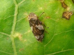 L'allarme di Coldiretti: La Xylella ha raggiunto Matera