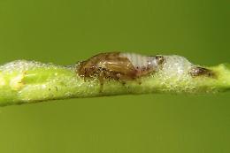 Batterio Xylella, Granieri: "Fermare il contagio e sostenere gli agricoltori"