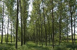 Agenzia regionale agro-forestale: la Uil rivendica la paternità 