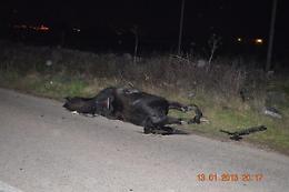 Cavallo piomba su auto: morto il pensionato di 82 anni