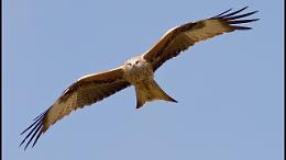Lagopesole, domani torna in volo un nibbio reale