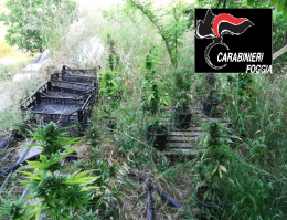 Trinitapoli, tra i carciofi spunta una piantagione di marijuana 