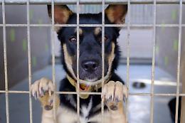 Vietri di Potenza, esenzione Tari per chi adotta un cane