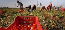 Caporalato, Lovecchio (M5S): «Nessuna giustificazione per gli imprenditori agricoli foggiani arrestati»