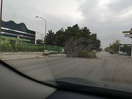 Allerta maltempo su 7 regioni, a Foggia cadono già gli alberi