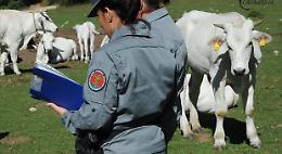 Da Vieste a Barisciano, in Abruzzo, per pascolare abusivamente 170 bovini
