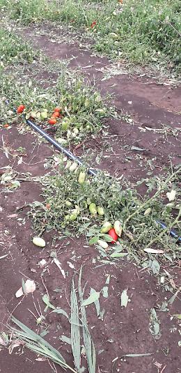 Il maltempo fa strage di pomodori, zucche e ortaggi in provincia di Foggia, Coldiretti: «Un bollettino di guerra»