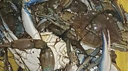 Sorpresi a pescare granchi e specie marine protette, multati cinesi a Policoro