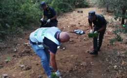 San Nicandro Garganico, la GdF sequestra una piantagione di canapa indiana: due arresti