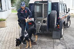 Pugno duro contro il traffico di droga in provincia di Foggia: diversi arresti da parte di oltre 100 Carabinieri