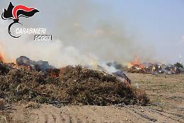 I Carabinieri acciuffano i "Nerone" delle campagne del Tavoliere che provocano incendi e inquinamento
