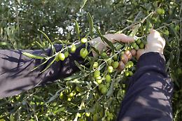 Lucera, pregiudicato con la passione per le olive evade dai domiciliari: arrestato