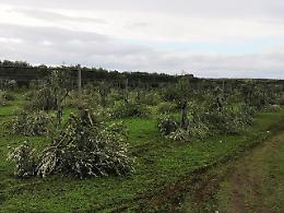 400 ulivi decapitati a Stornarella, Coldiretti: «Campagne in balia di poteri criminali»