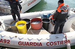 Pesca grossa della Guardia Costiera di Manfredonia: sequestrata una tonnellata e mezza di prodotti ittici
