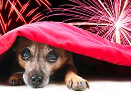 Il sindaco di Foggia vieta i botti selvaggi di Capodanno per salvaguardare persone e "animali d'affezione"