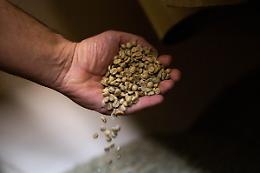 Torrefazioni lucane, queste sconosciute ma curatissime produzioni artigianali