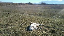 Uccide un cane a fucilate a Borgo Arpinova: sbattete in prigione e buttate le chiavi per questo agricoltore delinquente