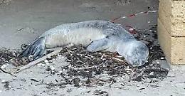 Il cucciolo di Foca monaca morto nel brindisino in esame all'Istituto Zooprofilattico di Foggia 