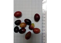 Migliaia le aziende lucane che si dedicano all'olivicoltura: i dati sulla diffusione delle otto varietà