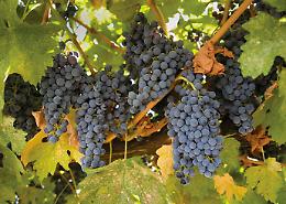 La Sicilia vuole produrre Primitivo? Sbarramento di Confagricoltura da Puglia e Basilicata