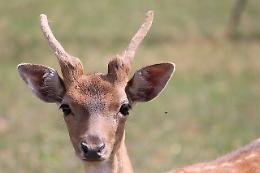  Pollino: cucciolo di capriolo investito da un trattore salvato e curato 