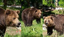 Trovano casa nel Parco Nazionale d'Abruzzo tre orsi maltratti in un circo della Lituania