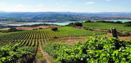 La vittoria della Tenuta Marino del prestigioso premio Città di Pramaggiore
