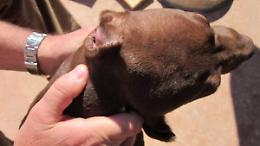 Medico generico di Firenze si divertiva a tagliare orecchie ai Pitbull su certificazioni falsificate di un veterinario di Foggia