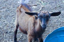 Foggia sempre più dalla parte degli animali