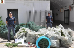 San Severo, 4 arresti per la coltivazione di 7mila piante di marijuana: avrebbero fruttato 600mila euro