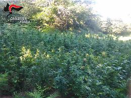 Sul Gargano dalle sconfinate piantagioni di cannabis, i Carabinieri ne scoprono un'altra da mezzo milione di euro