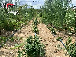 I Carabinieri scoprono una foresta di marijuana nel vigneto "La Fica" di Trinitapoli