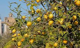 Dalla lenticchia di Altamura al limone "femminello" del Gargano, ecco la Puglia che celebra la giornata del creato