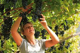Ottima vendemmia in Puglia ma il Veneto ci batte per quantità