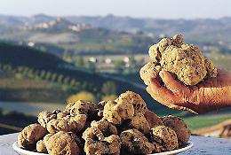 Tartufo superstar in Molise per gli "Stati generali" a Campobasso